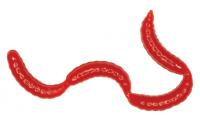 Купить Мягк.приманки LureMax MAGGOT 0,5''/1см LSMG05B-019 Blood Red (банка) арт. LSMG05B-019